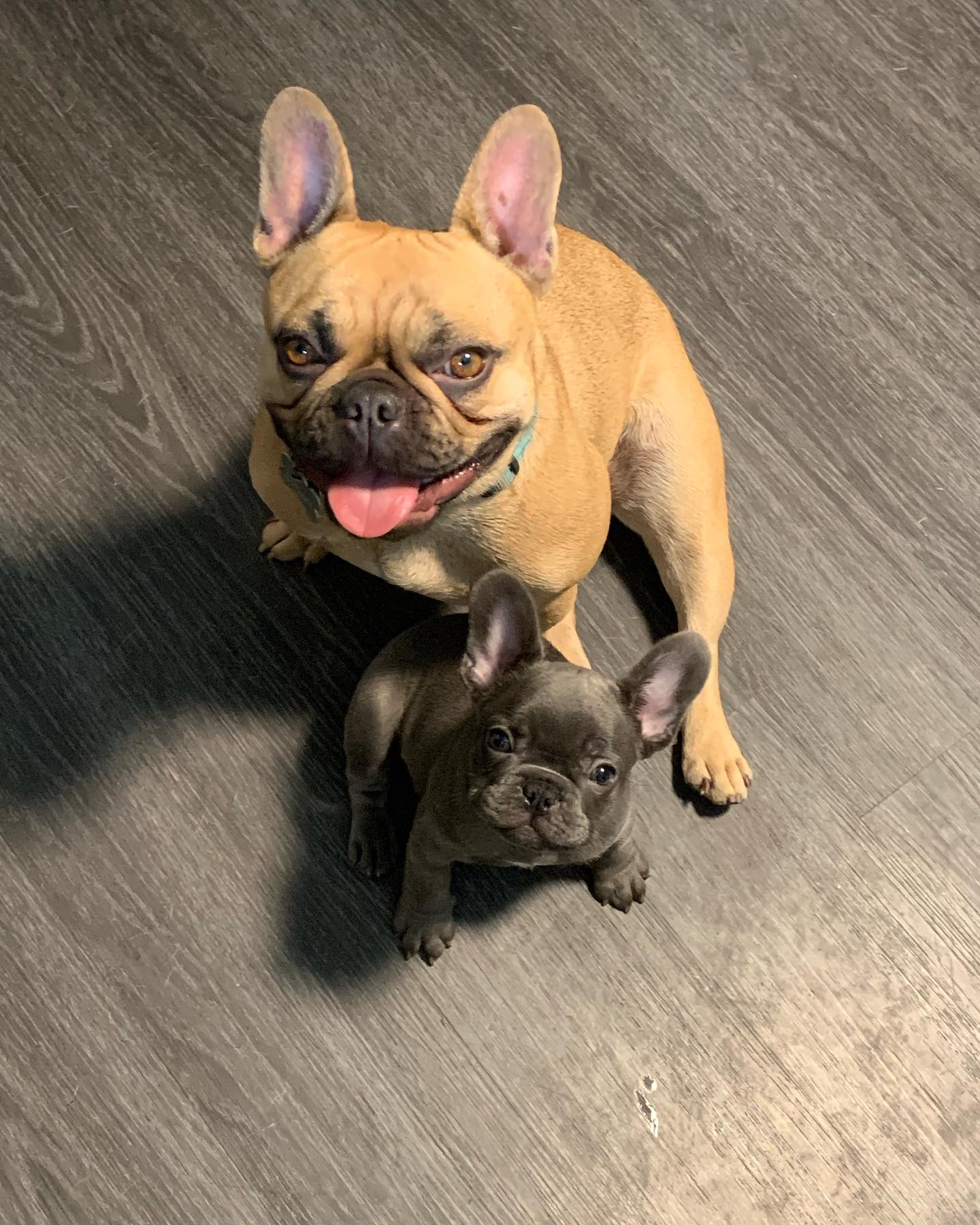 Happy Local Pups