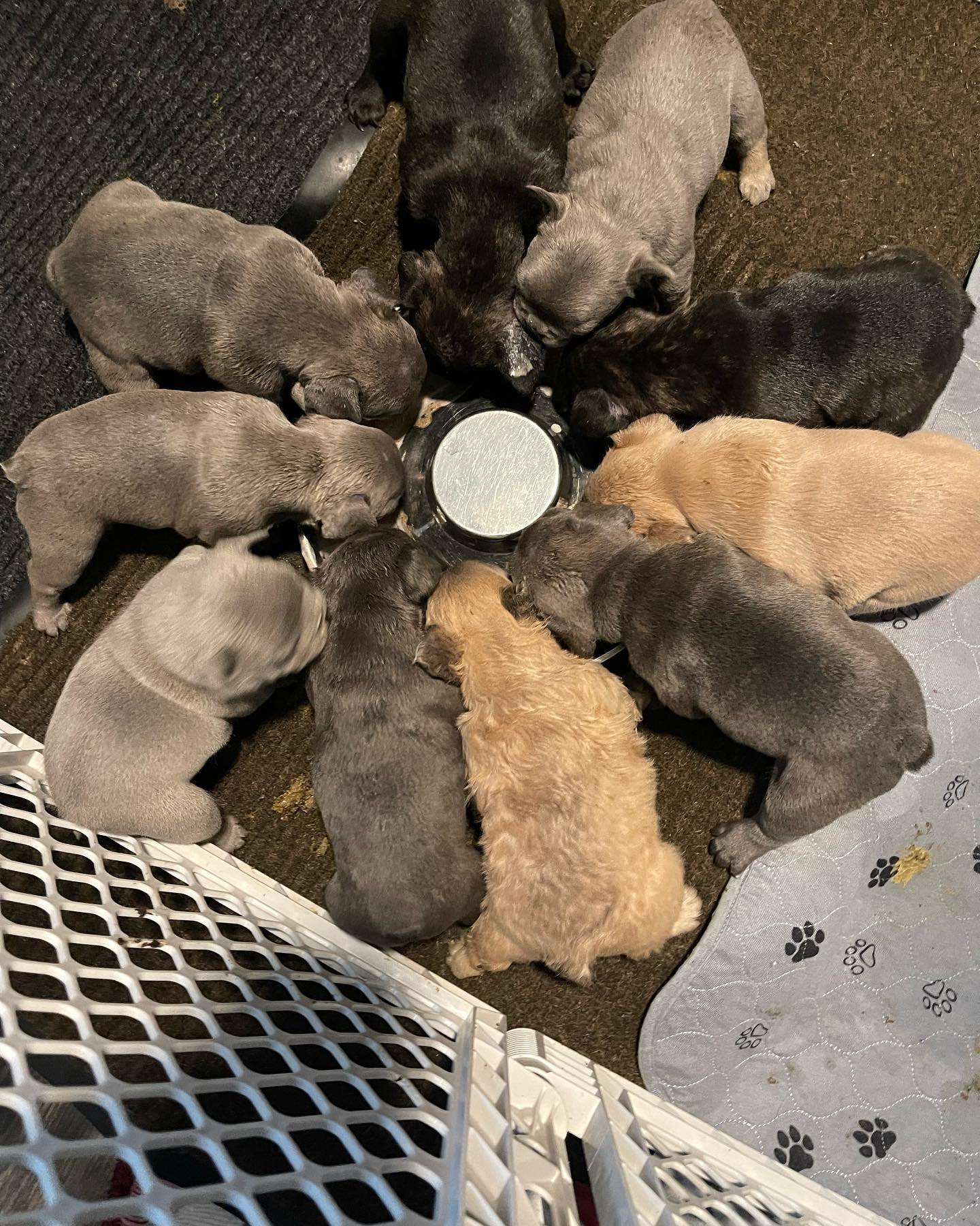 Happy Local Pups