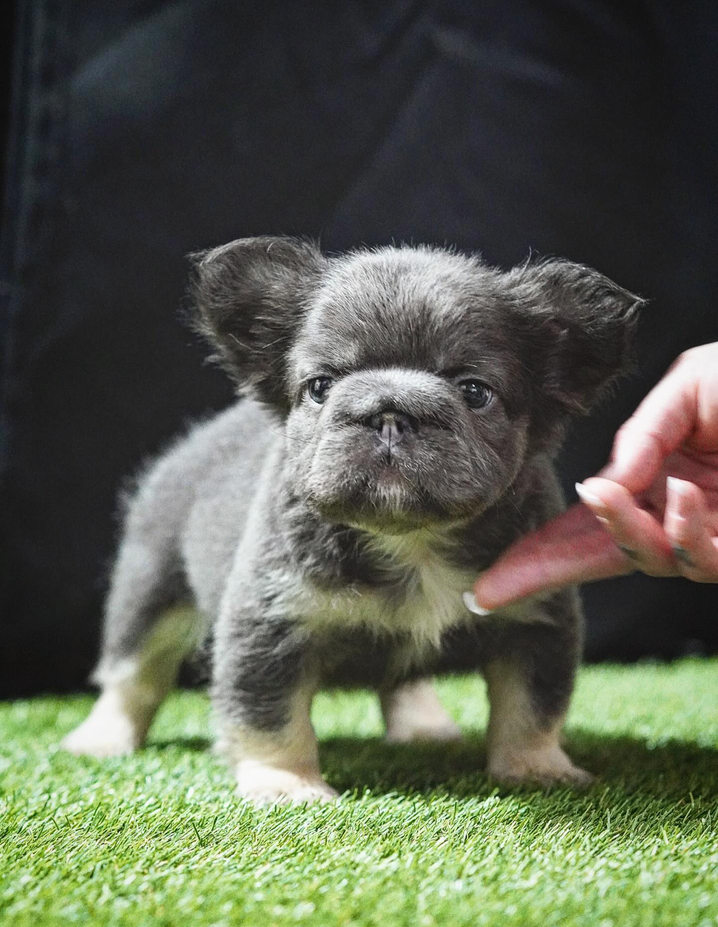 Fluffy Puppy