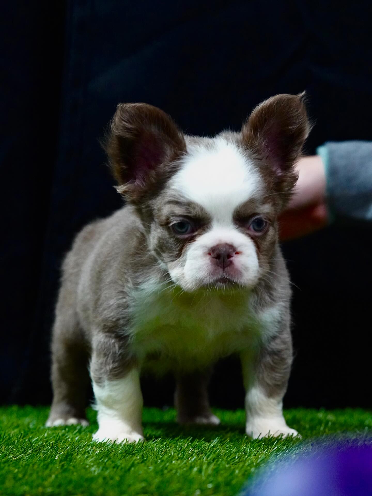 Isabella Puppy