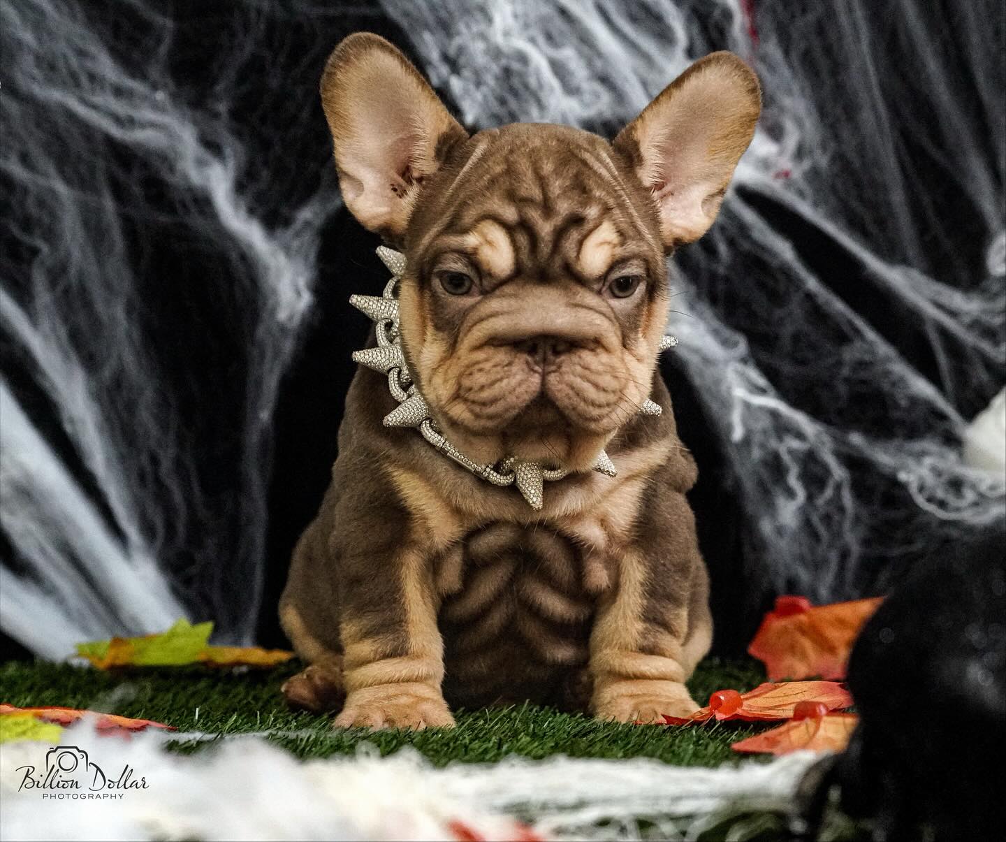 Rojo Puppy