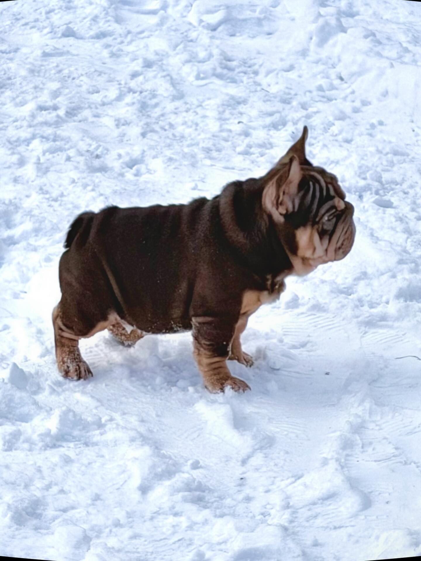 Vengeance Puppy